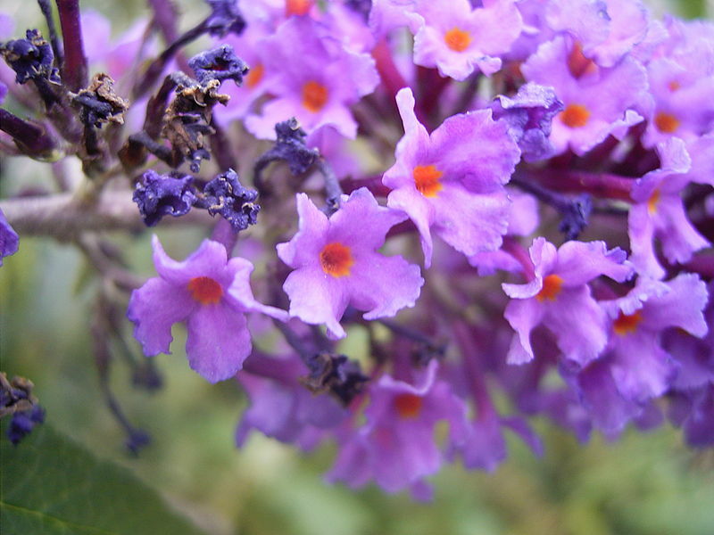 BUTTERFLY BUSH LAVENDER, 310 SEEDS, BUDDLEIA DAVIDII,*beautifully scented*HARDY