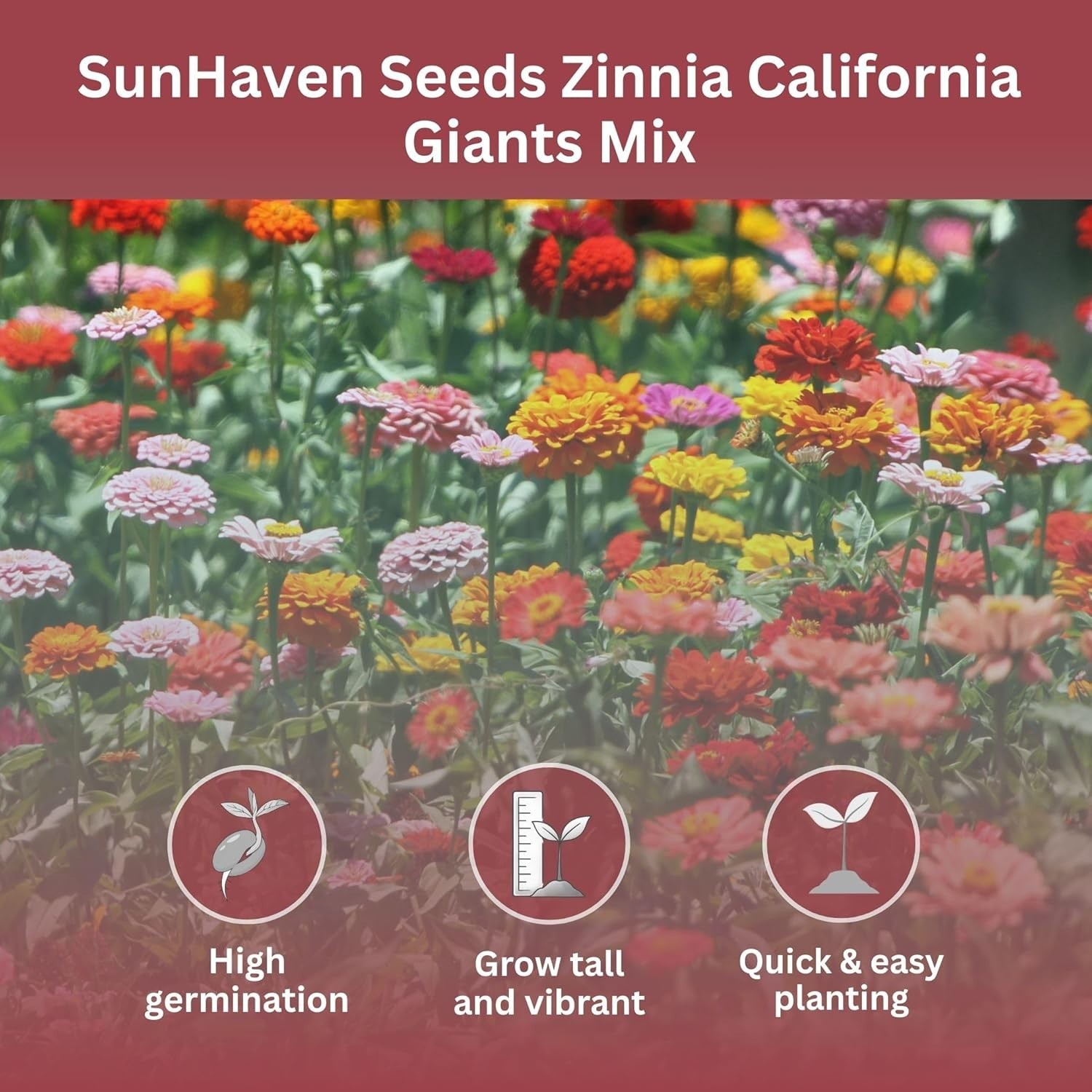 California Giants Zinnia Mix – 4,000+ Seeds – 1 oz Bulk Extra Large Resealabl…