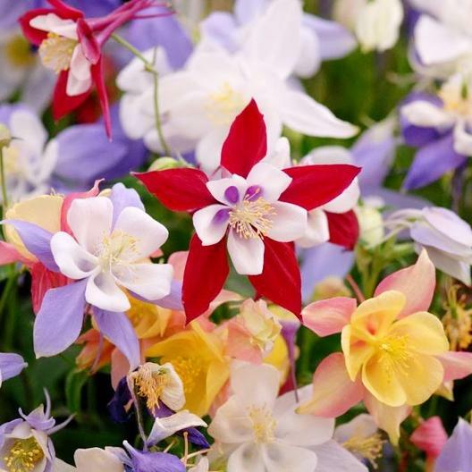 Columbine MCKANA GIANT Mix Perennial Hummingbirds Butterflies Non-GMO 200 Seeds