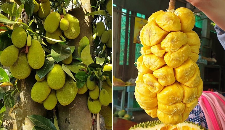 1 SUPER RARE (Artocarpus integer) Cempadak, Champedak plant Mit To Nu 8 ” – 12″