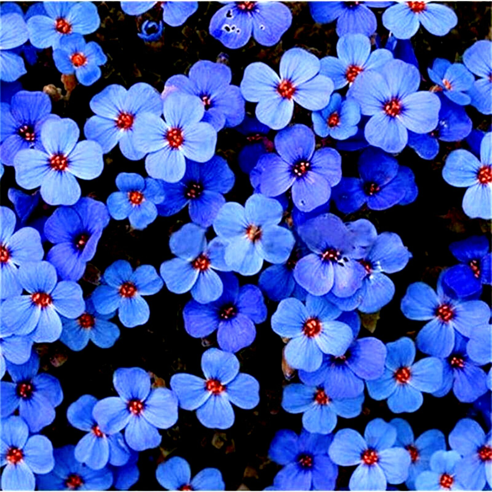100+ Creeping Thyme Herb Flower Seeds Thymus Serpyllum Ground Cover Blue FS4-100