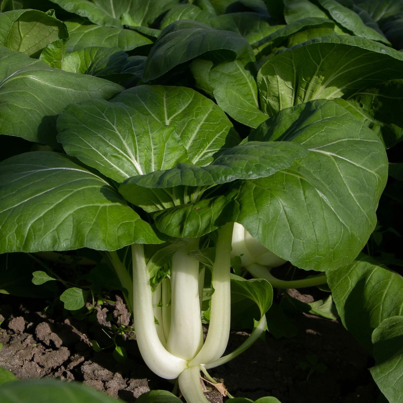 Pak Choi White Stem Seeds, Stir Fry Favorite, Crisp, Non-GMO, Free Shipping