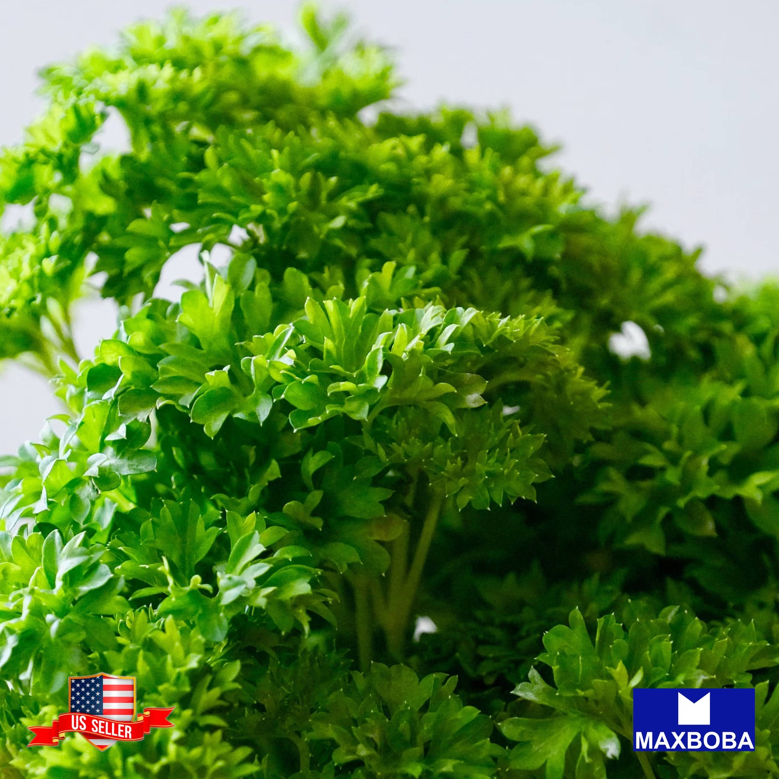 500 Organic Moss Curled Parsley Seeds Non-GMO Heirloom