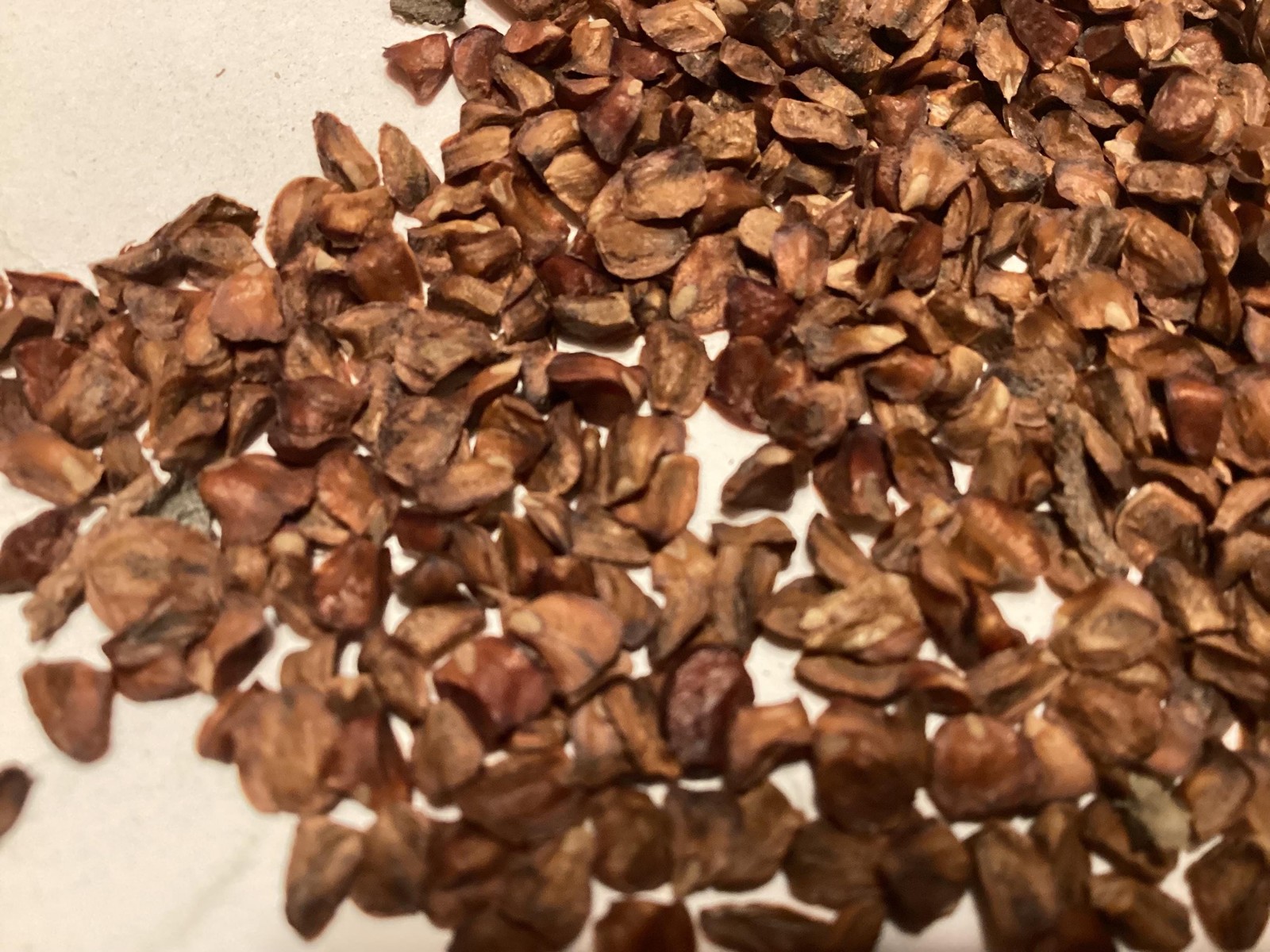 Piute Cypress Seeds Cupressus Nevadensis Tree Seeds With Grow Guide
