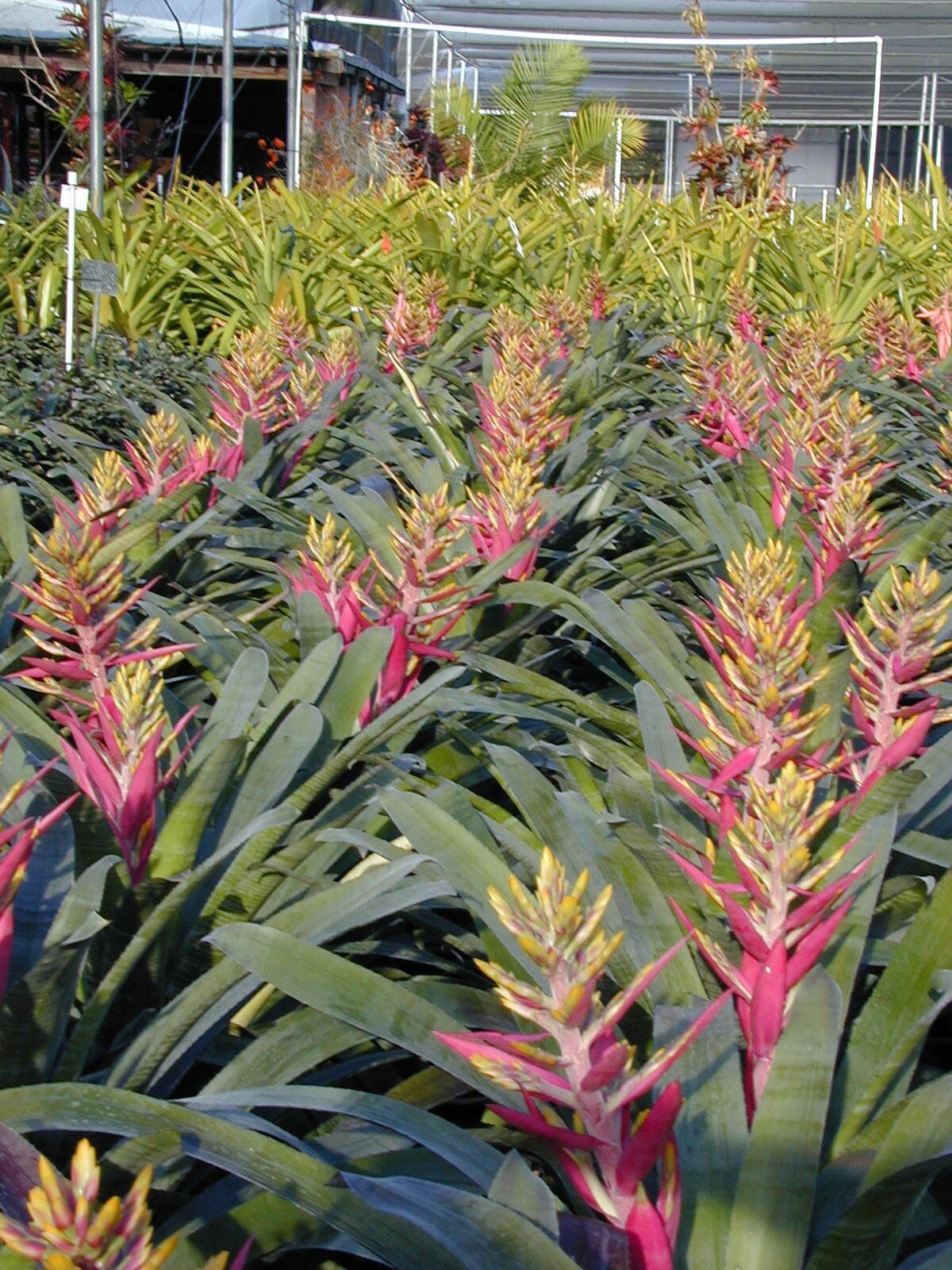 Aechmea Fantasia 8″ pot – live plant