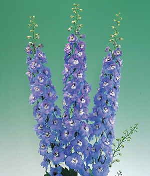 Delphinium Aurora Light Blue 100 seeds