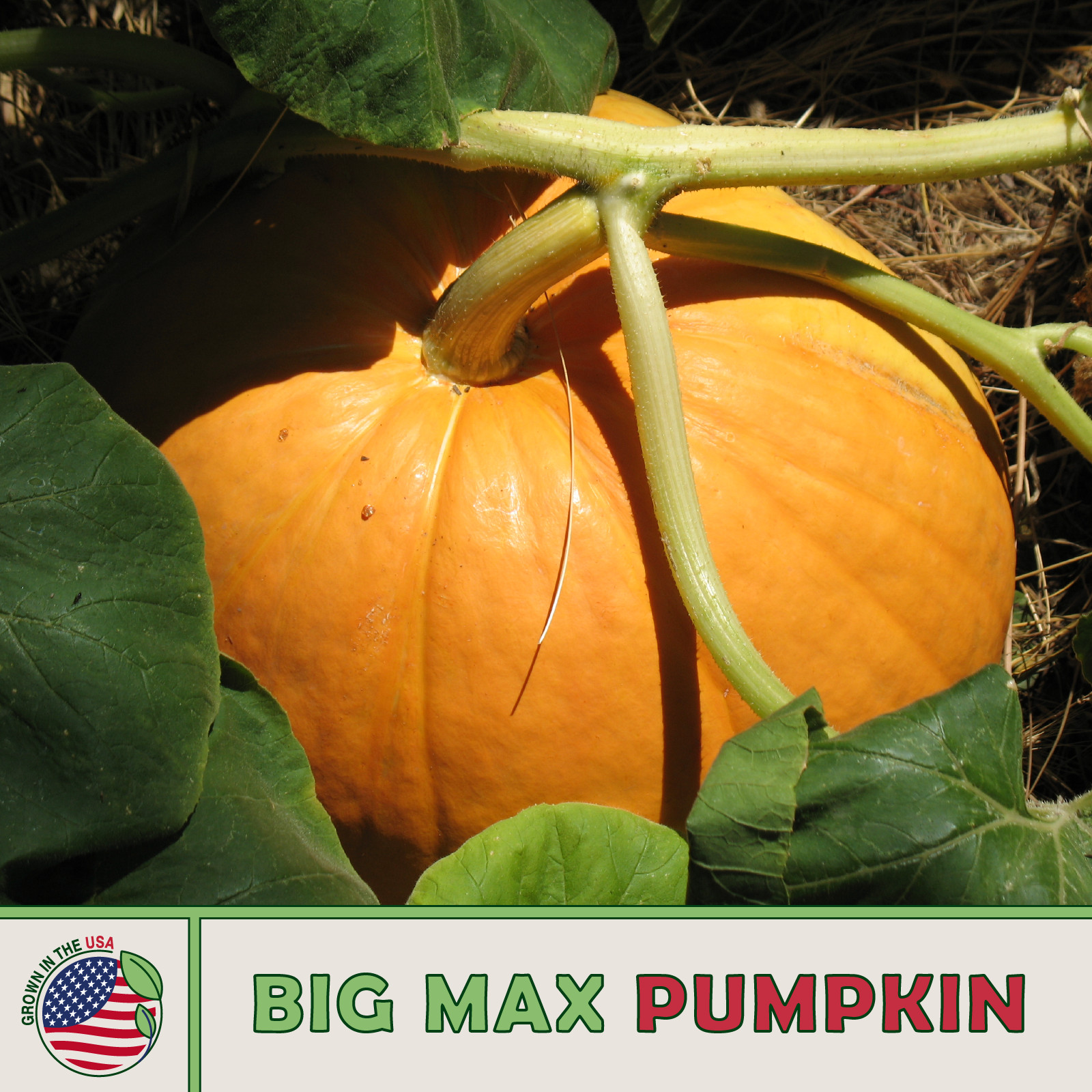 100 Big Max Pumpkin Seeds, Heirloom, Non-GMO, Genuine USA