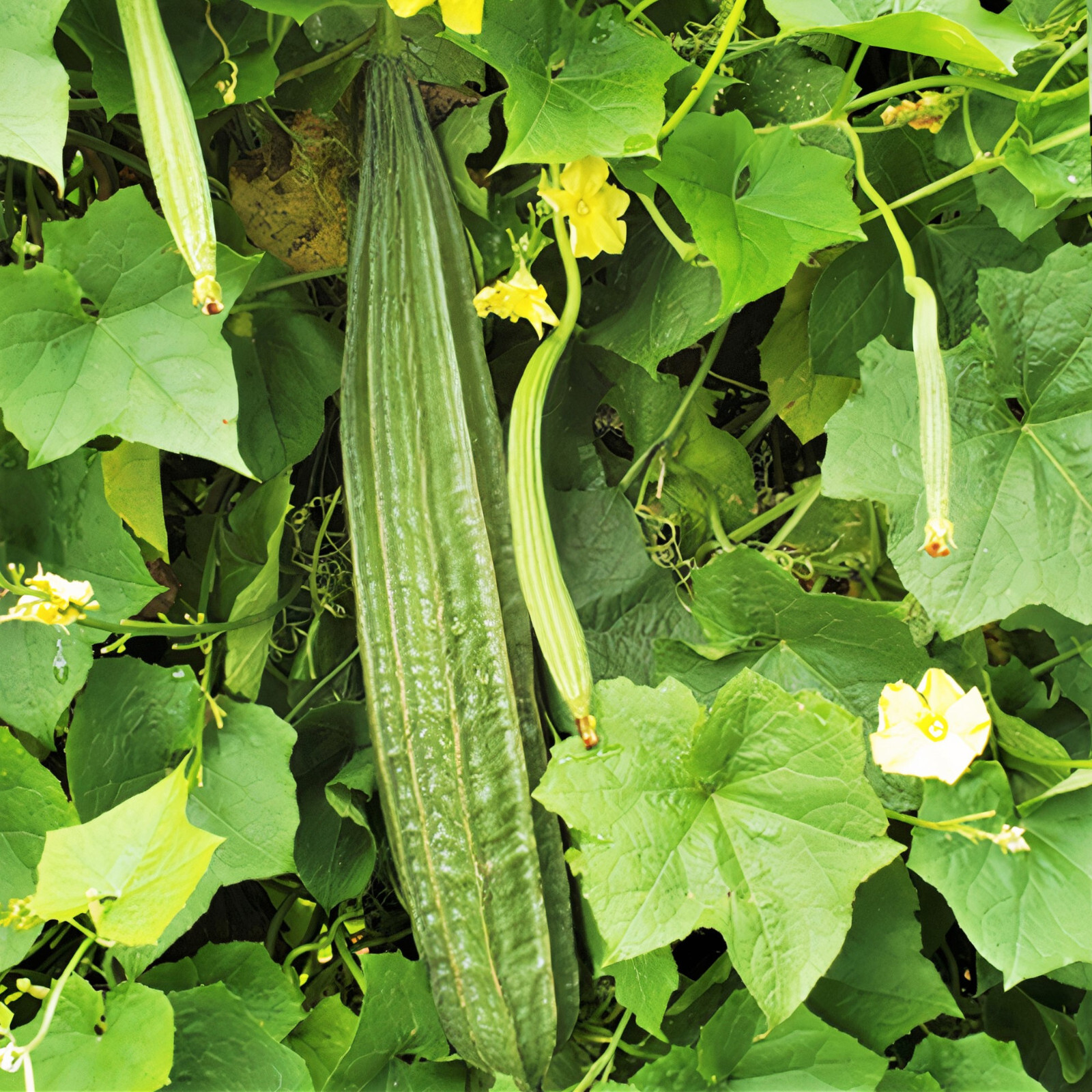 Buab Liam Luffa Seeds | Ridged Angled Gourd Loofah Okra USA Garden Seed 2024