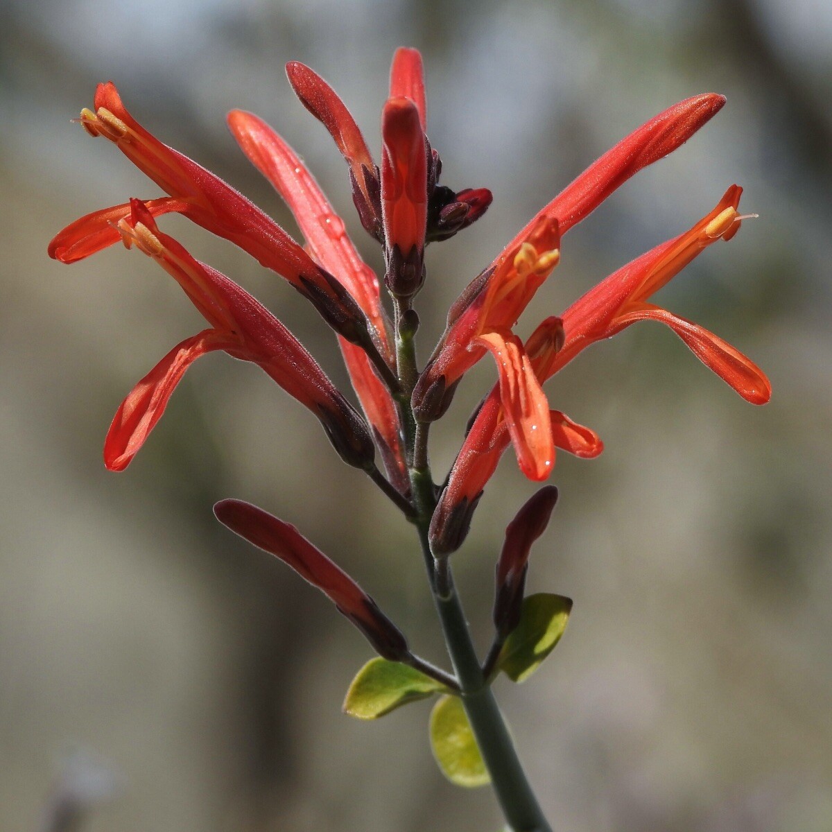 Justicia California, Beloperone, Hummingbird Bush, Chuparosa – 10 Seeds 2024 USA