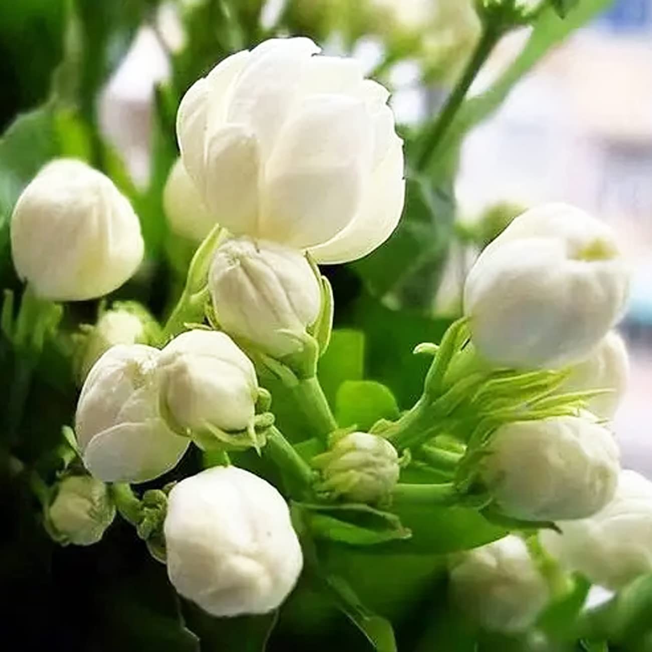 100+ Climbing Jasmine Flower Seeds Fragrant Plant for Planting Garden Home Fo…