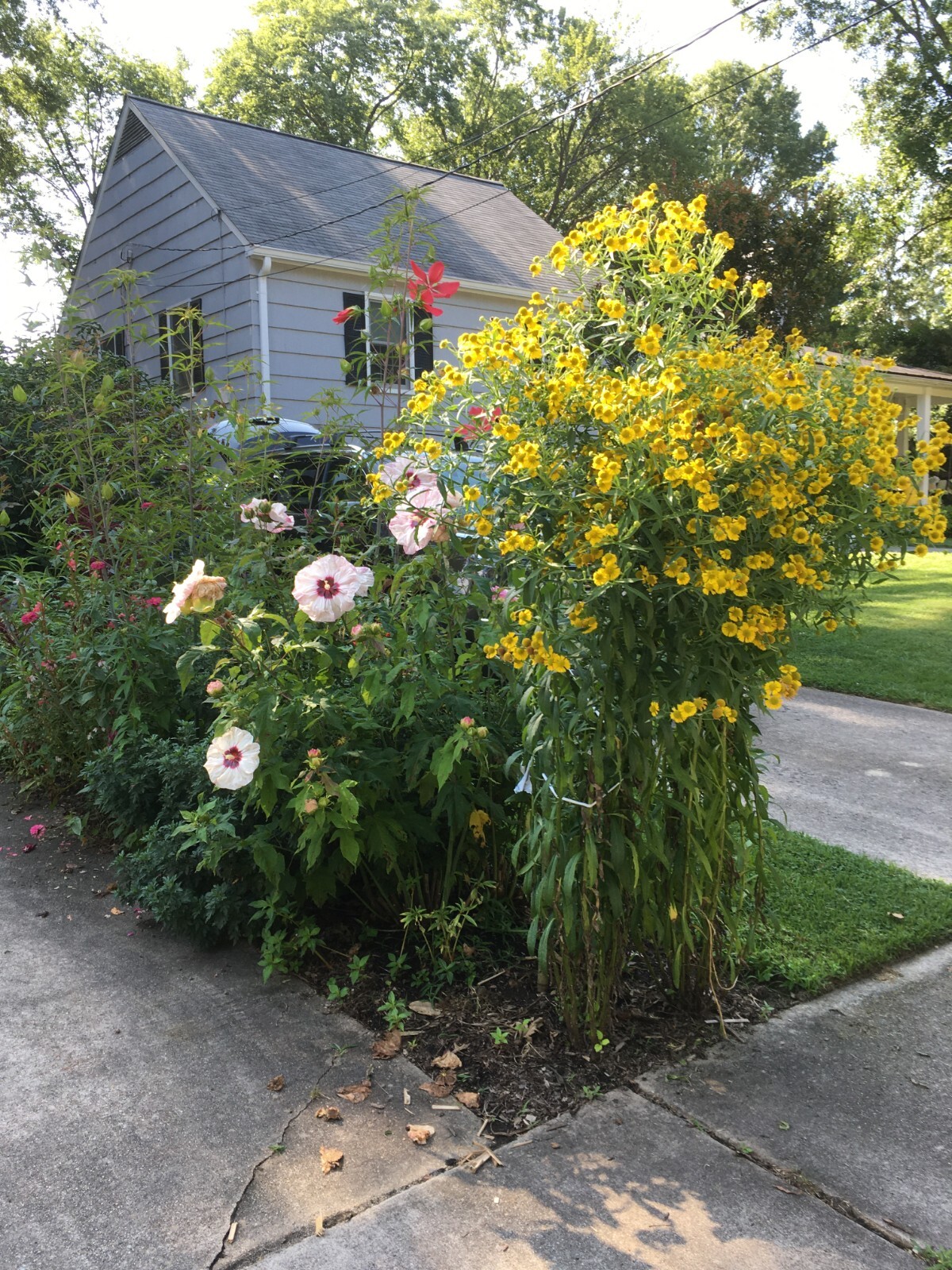 100 yellow Sneezeweed / Helenium Autumnale seeds – organic crop of 2023