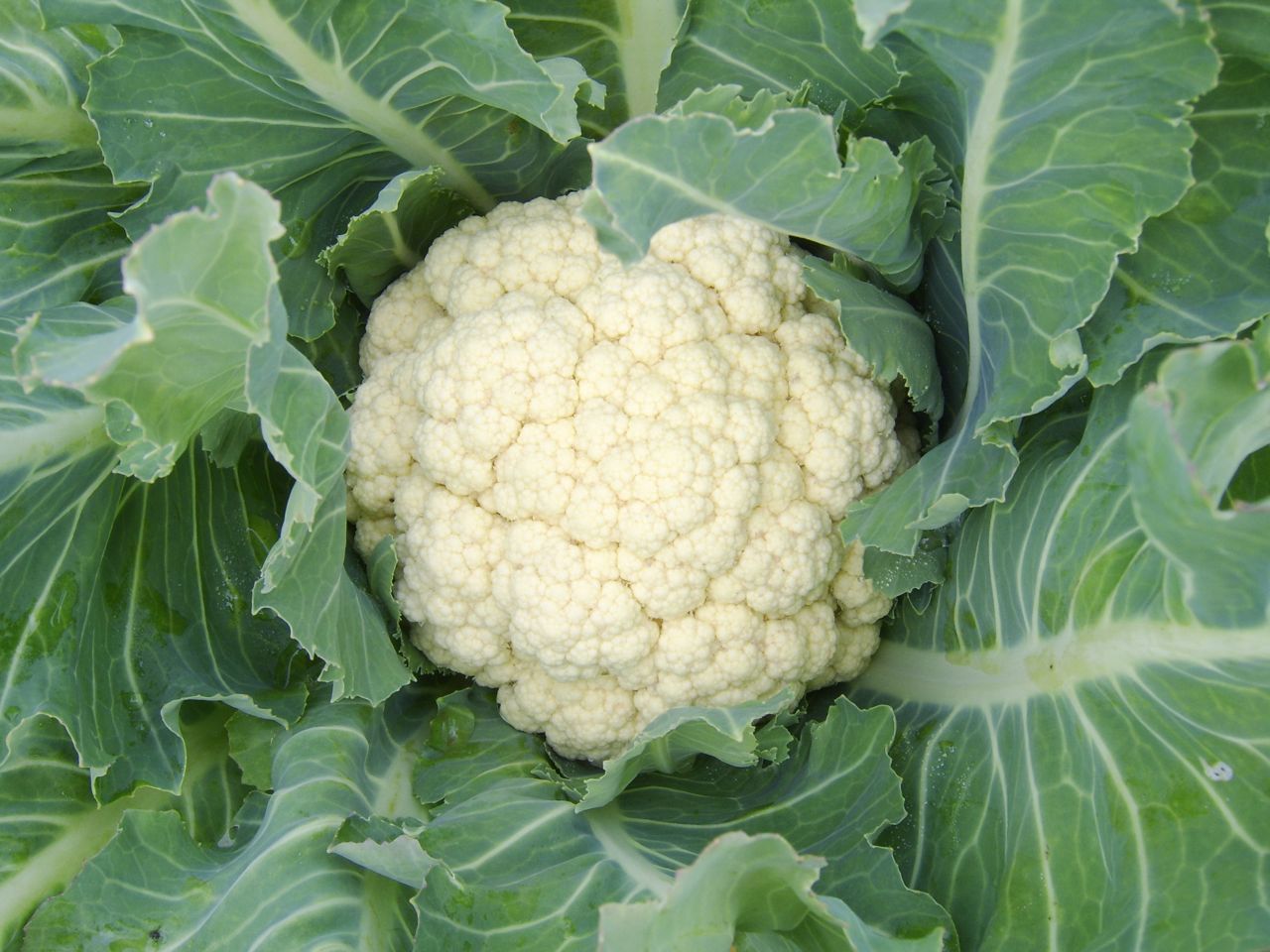 Cauliflower Seeds – Early Snowball Y