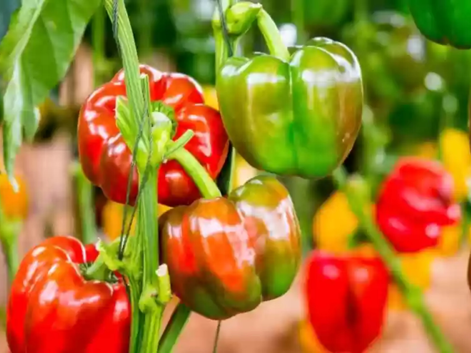 20 Seeds| Pepper Seeds – Sweet – Big Red