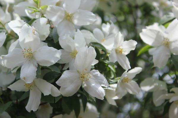 Philadelphus lewisii | Gordon’s Mockorange | Wild Mock Orange | 50 Seeds