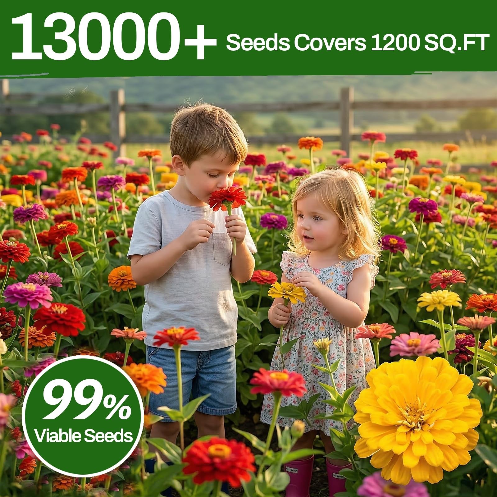 Bulk Zinnia Seeds – 13,000+ Mixed Colors, Large Blooms, Non-GMO, High Germinatio