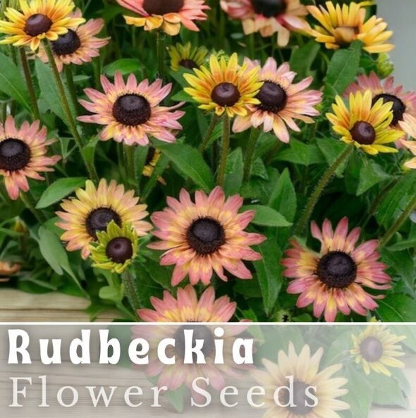 Pink Lemon Rudbeckia Seeds 125+ Seeds Annual Flower Seeds Garden