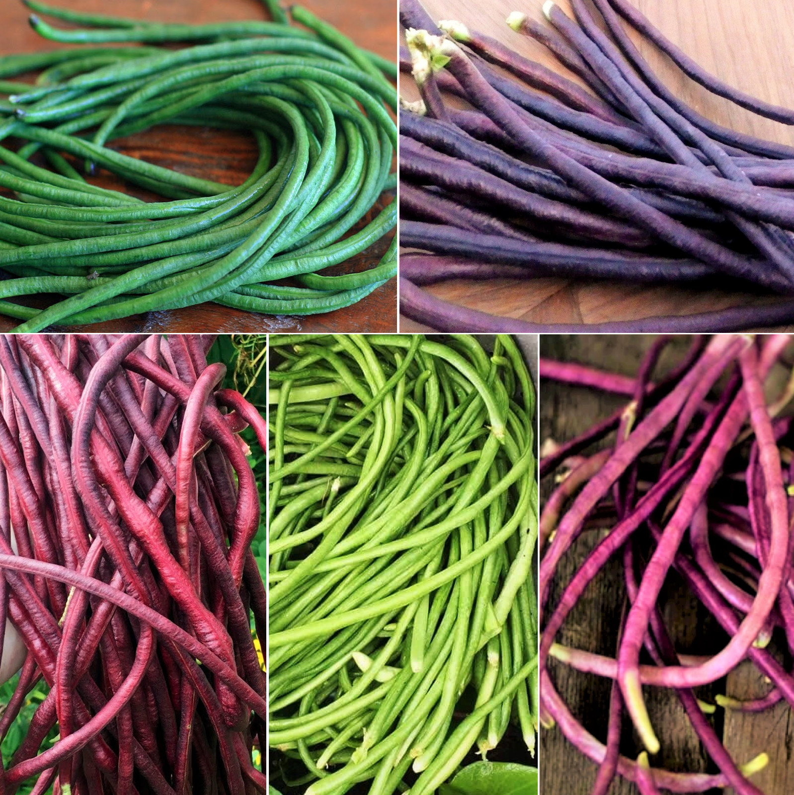 5 Colors Mix Yard Long Bean Seeds | Multi Variety Pole Asian Vegetable Seed 2023