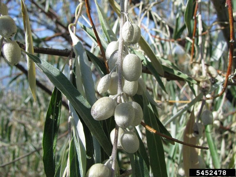 6 Canino Olive Seeds