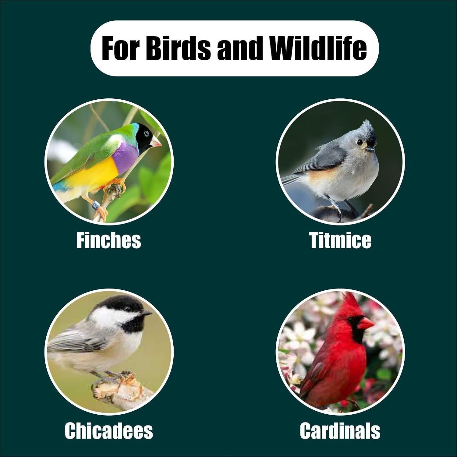 Wildlife Black Oil Sunflower Seeds for Birds and Wildlife, Non-GMO & Grown o…