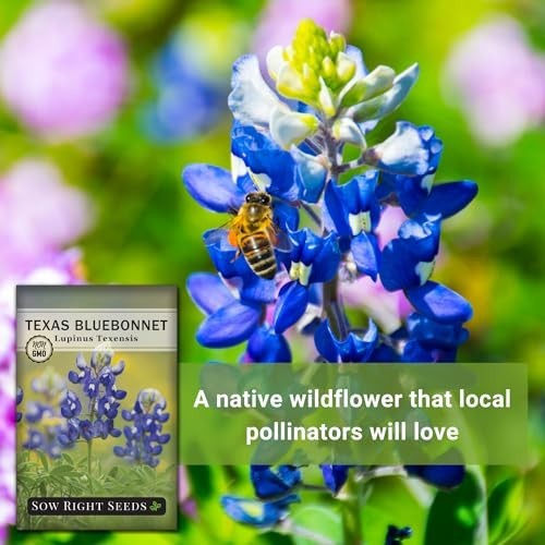 Texas Bluebonnet Flower Seeds Non-GMO Heirloom Perennial Attracts Pollinators