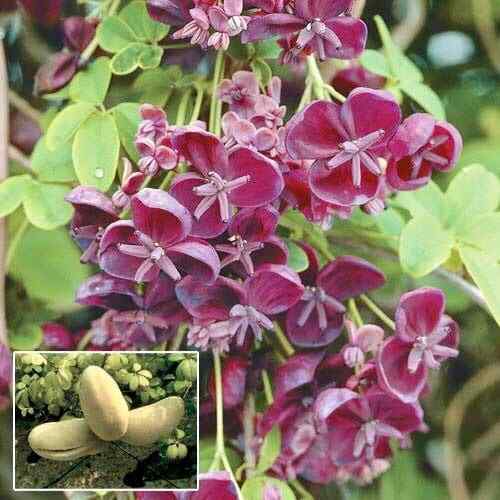 Chocolate Vine Seeds ~ Akebia Quinata ~ Five-leaf Chocolate Vine ~ Five-leaf
