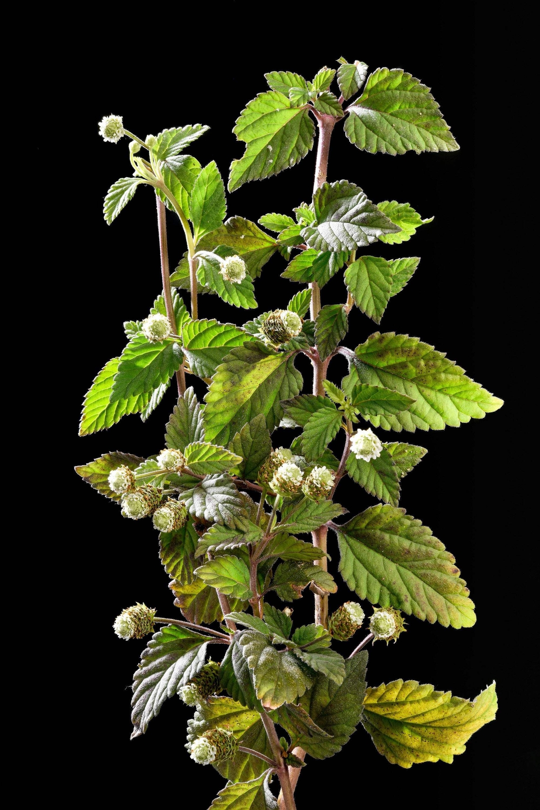 100 AZTEC SWEET HERB Honeyherb Mayan Mint Dulce Buttons Lippia Dulcis Phyla Seed