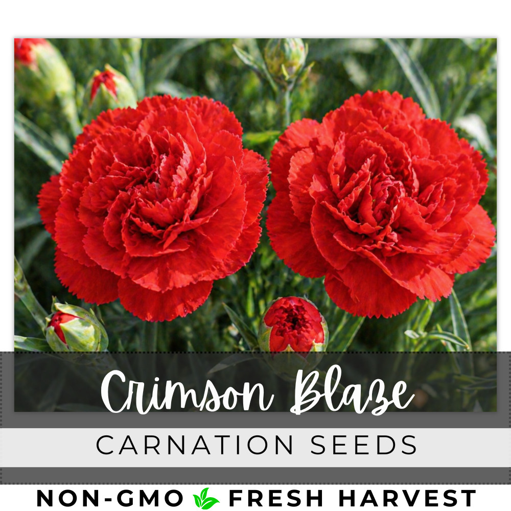 Crimson Blaze Carnation Seeds 125+ Seeds Dianthus Flower, Flower Seeds, Annual