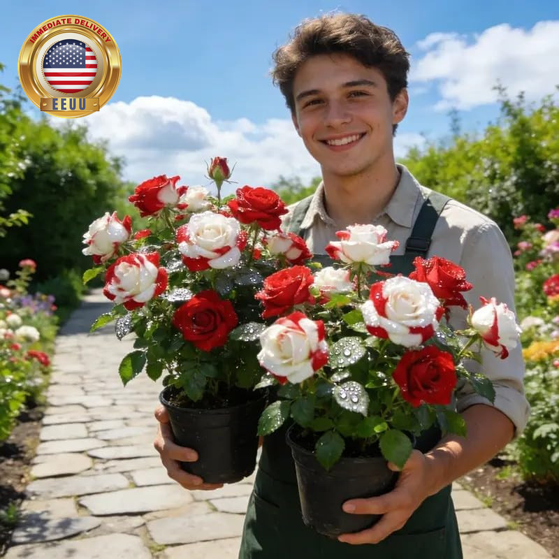 150+ Rare Twin Red White Rose Seeds – Rare Bicolor Red and White Rose Flower See