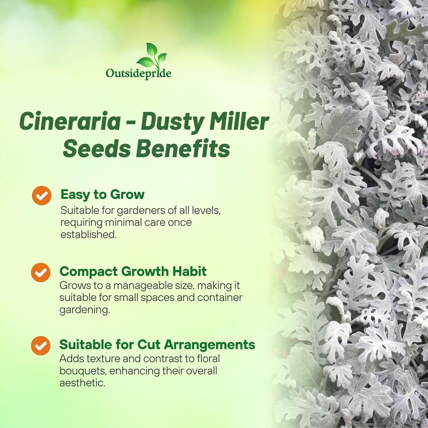 10000 Seeds Dusty Miller Seeds – Cineraria Maritima Silverdust Flower Seeds