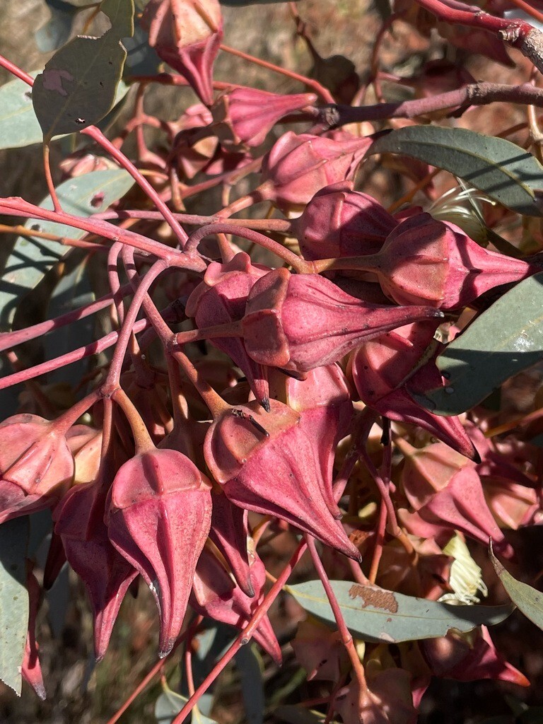 Eucalyptus kingsmillii Seeds – ‘Kingsmill’s Mallee’