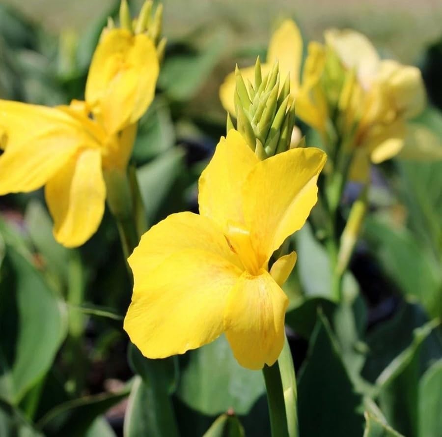 20+ Mixed Canna Lily Seeds – Tropical Perennial Flowers, Green Leaves for Garden