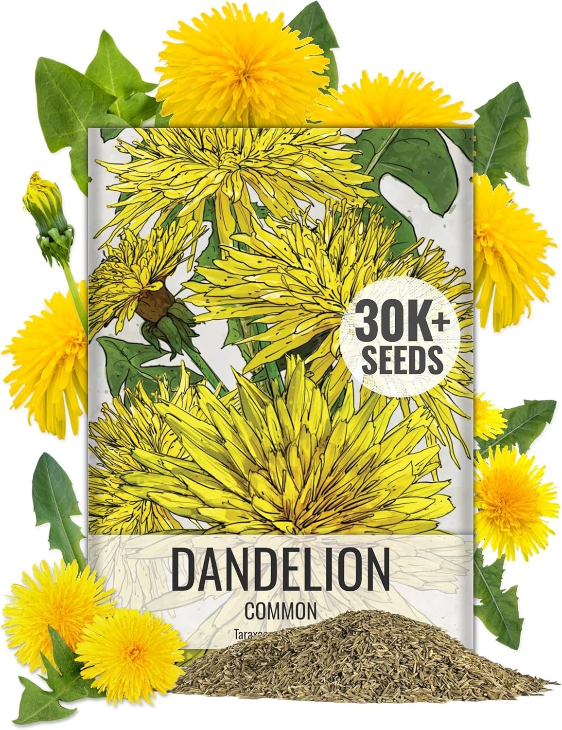 Seed Needs 10,000+ Common Dandelion Herb Seeds for Planting – Non-GMO, Heirloom