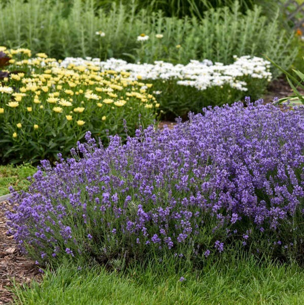 100+SEEDS Lavender English Munstead PERENNIAL Naturally Grow