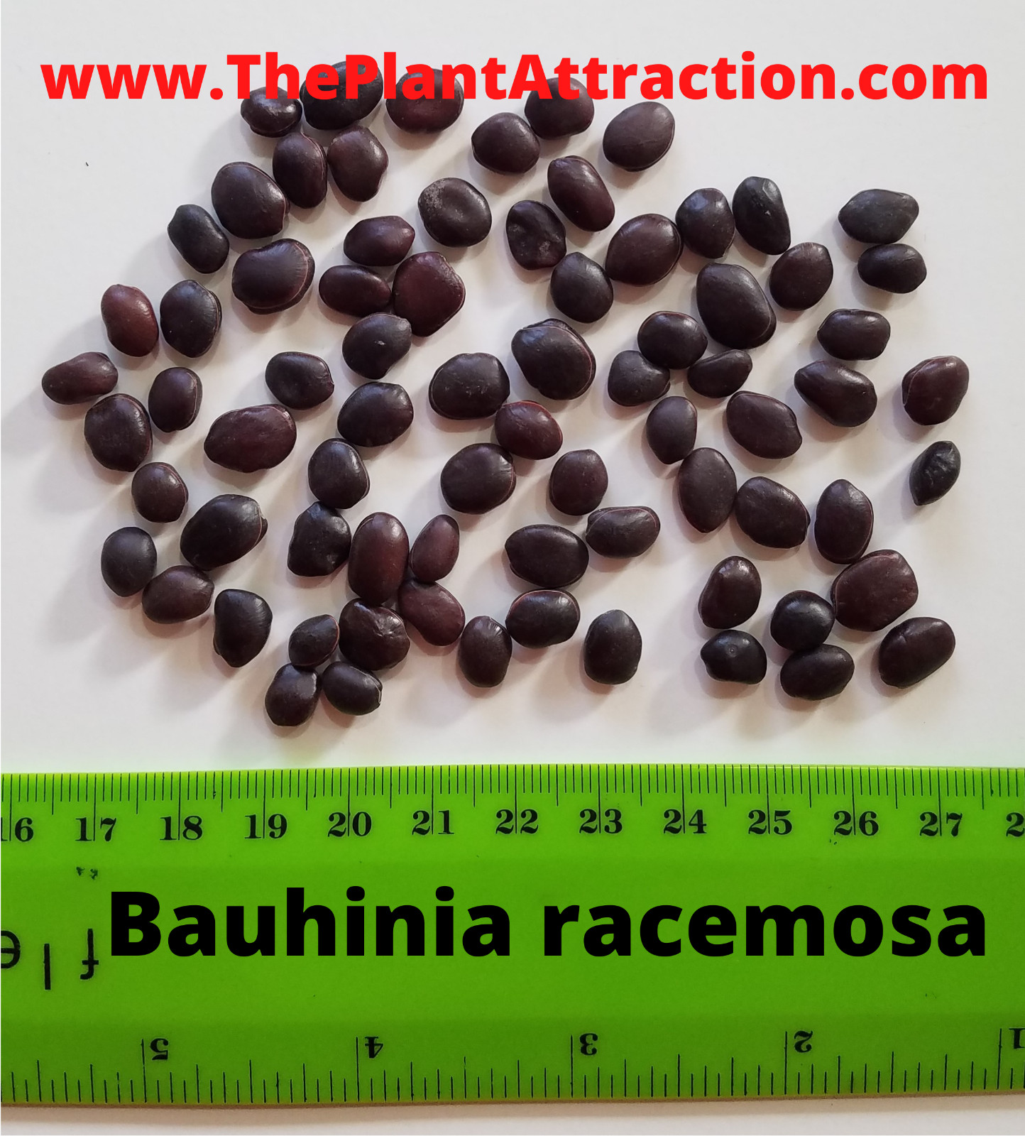 🌱 Bauhinia Racemosa 5 Seeds, Rare Medicinal Bidi Leaf Small Edible Tree Shrub
