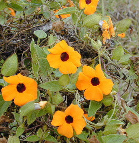 Thunbergia alata | Black-Eyed Susan Vine | 50 Seeds