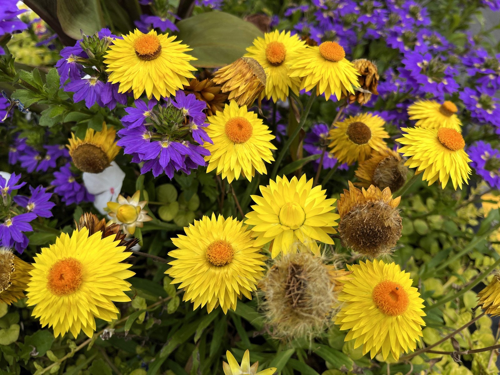 50 YELLOW DOUBLE STRAWFLOWER Helichrysum Bracteatum Flower Seeds