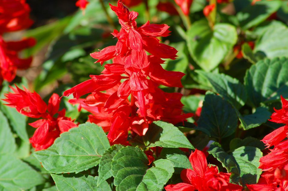 Salvia Seeds Salvia Mojave Red 50 Flower Seeds