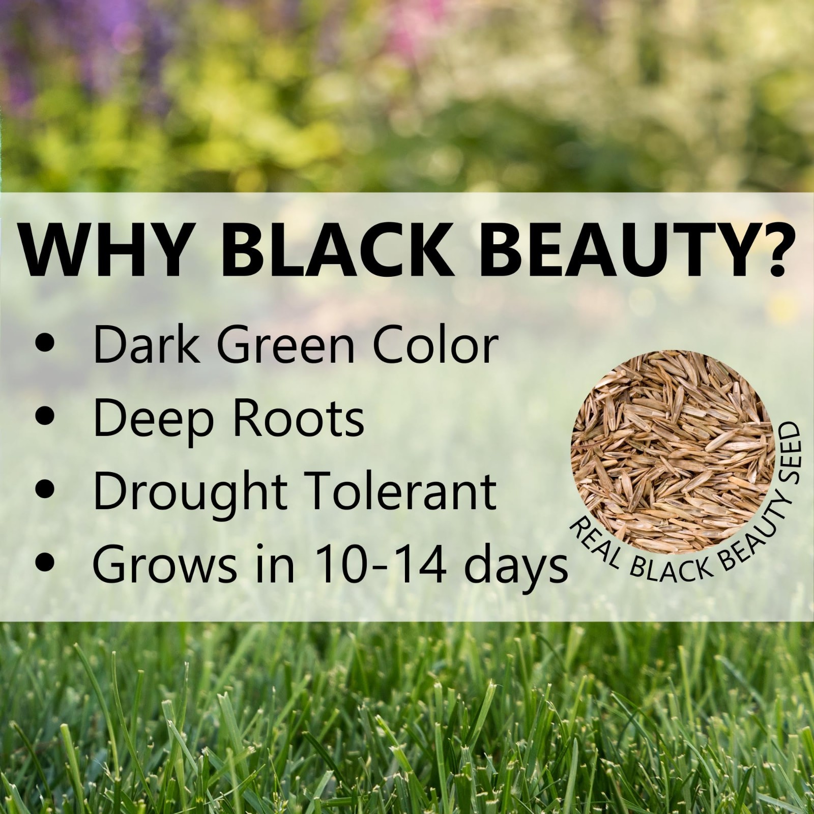 Premium Black Beauty Grass Seed – Cool Season Lawn Seed for Lush Green Lawns (25