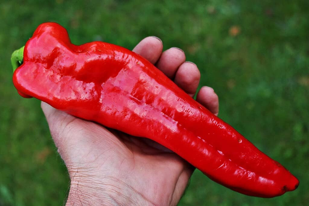 75ct Joe E Parker Hatch Chili Seeds – Super Mild and Flavorful Giant Hatch Chili
