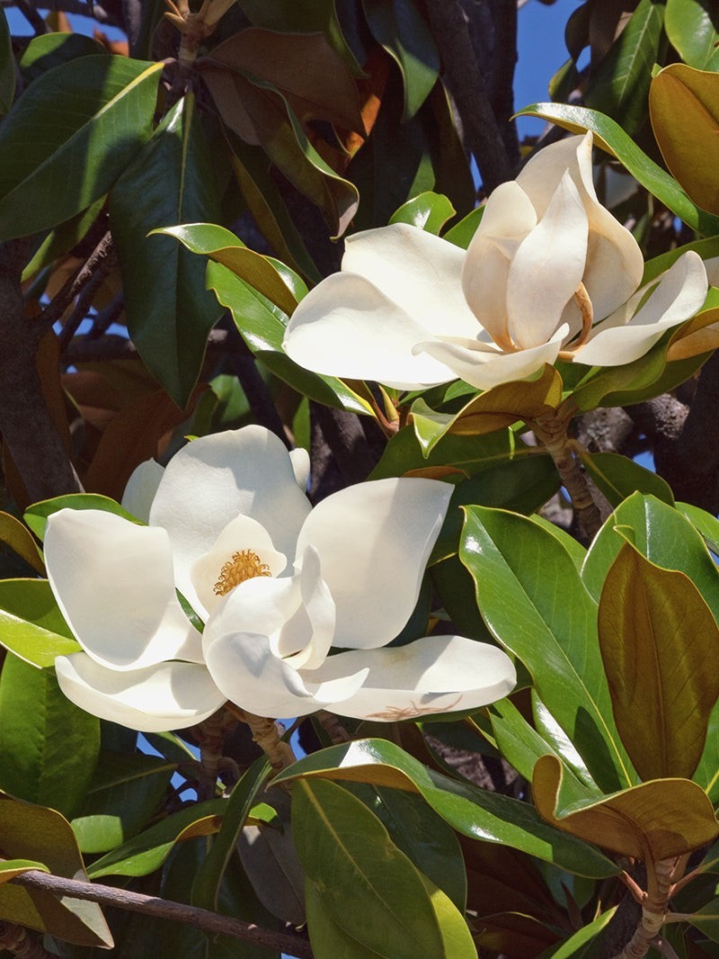 25 SOUTHERN MAGNOLIA SEEDS – Freshly Picked, Fragrant Flowers, Up to 80 ft Tall