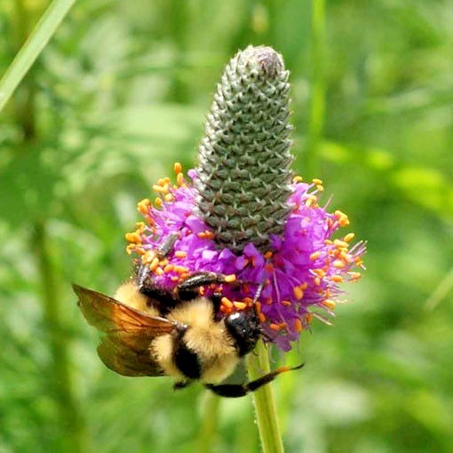 500+PURPLE PRAIRIE CLOVER Seeds Wildflower Nitrogen Fixing Drought Heat Cold