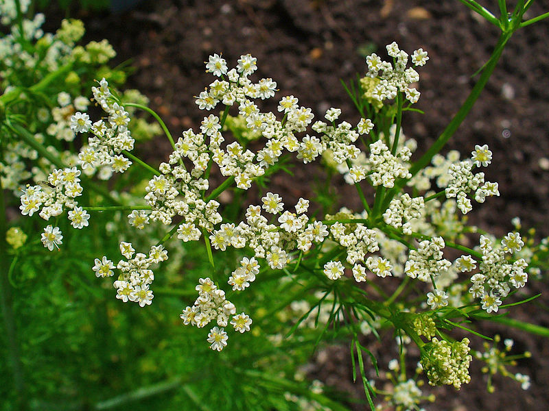 Herb Seed: Caraway Seeds 500+ Seeds FRESH Seed FREE Shipping!