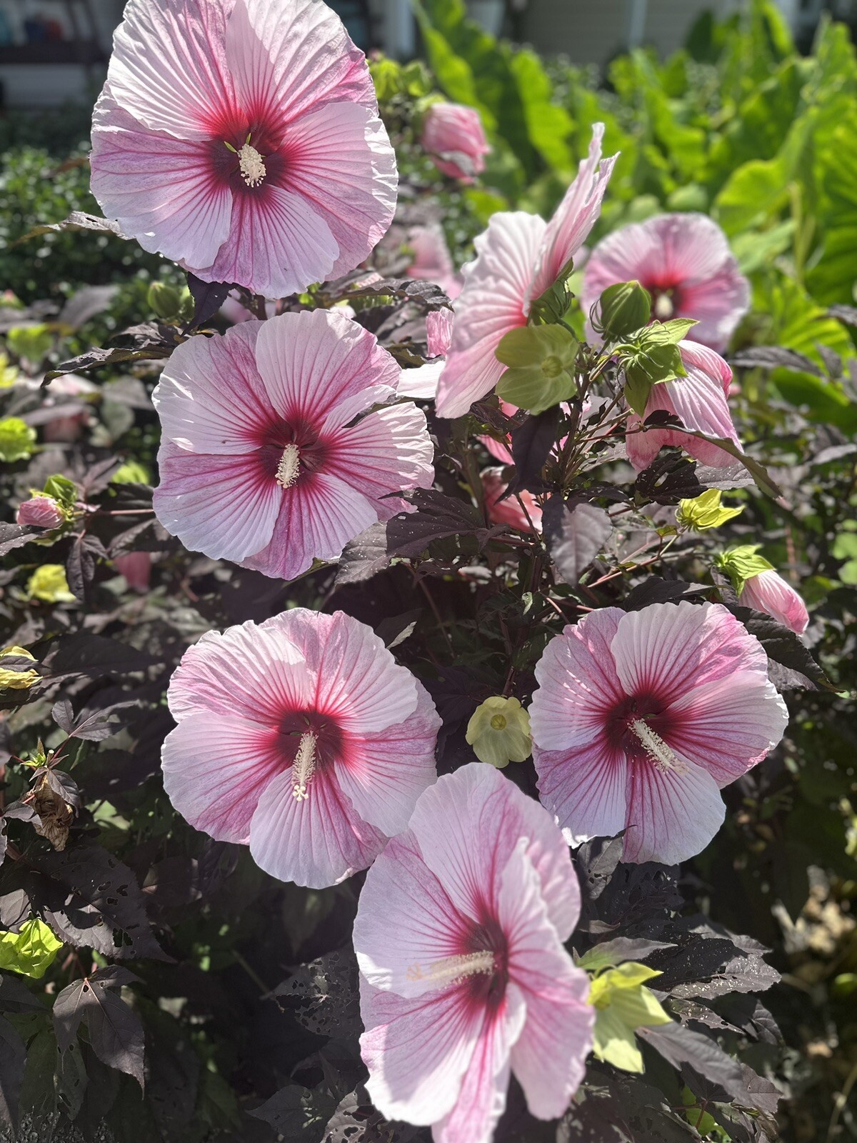 10 Seeds : Pink Hardy Hibiscus LARGE FLOWERS. Zone 5-9