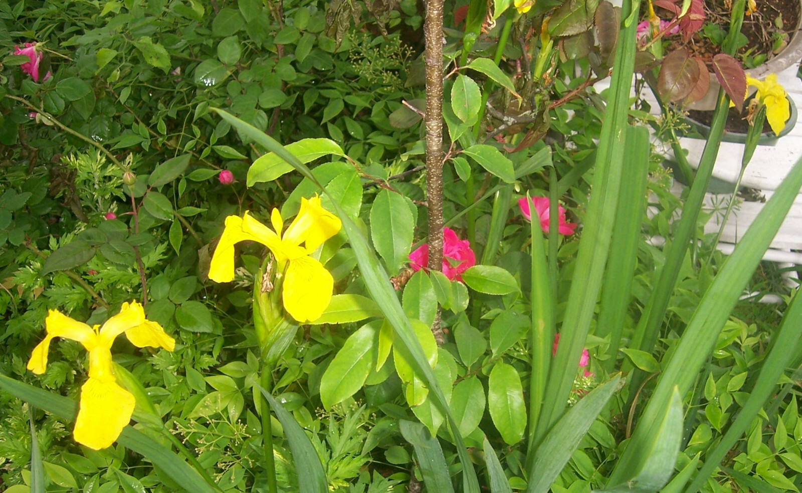 Yellow Flag Iris “Iris Pseudacorus” -5 Bulbs