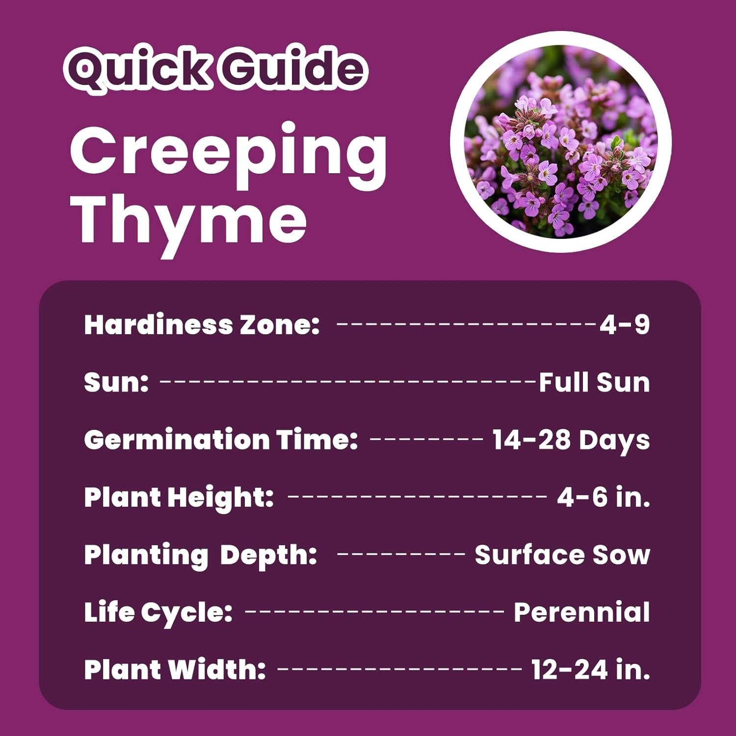 20000+ Heirloom Creeping Thyme Seeds – Fragrant Ground Cover for Gardens