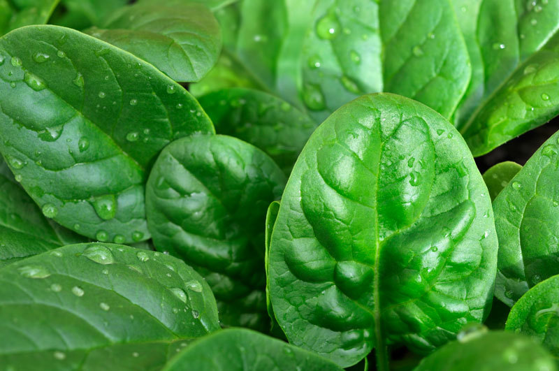 Organic American Spinach Seed 100ct Slow Bolt Baby Greens Xtra Tender&Flavorfull