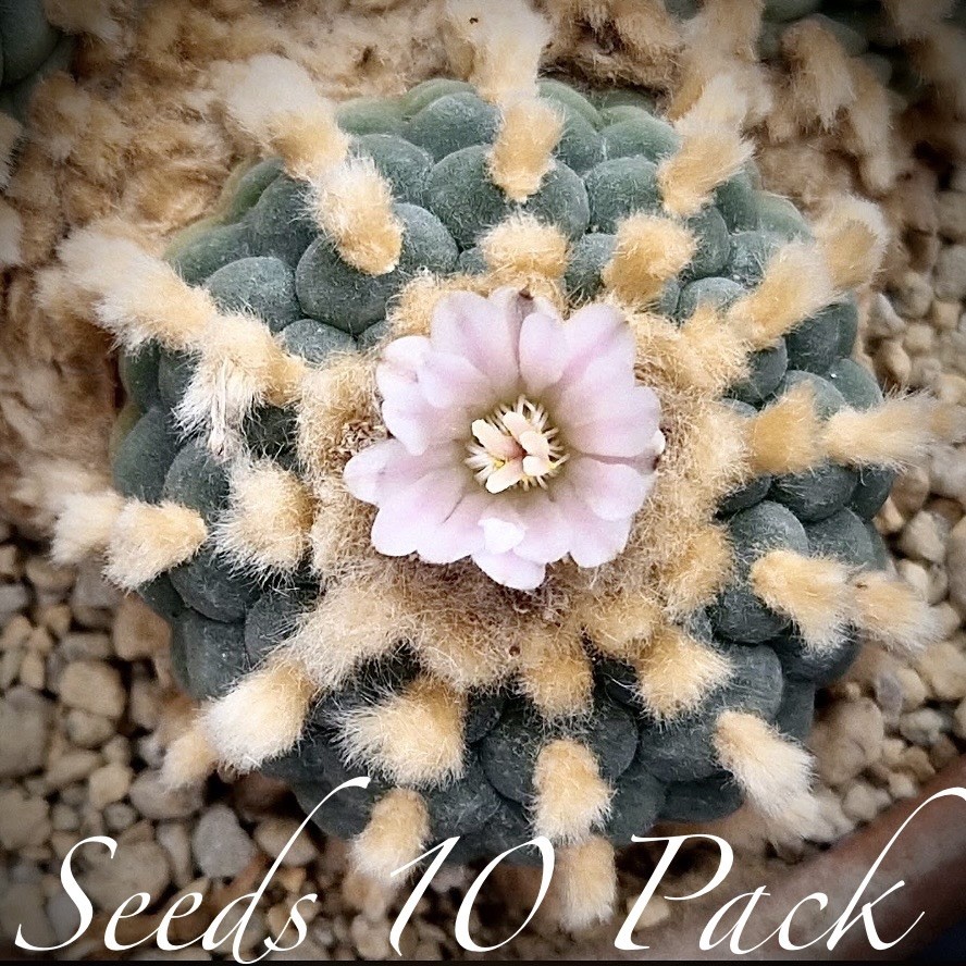 RARE SEEDS (10pk) W. “PARRAS” x10 (Ten) Cactus US SELLER