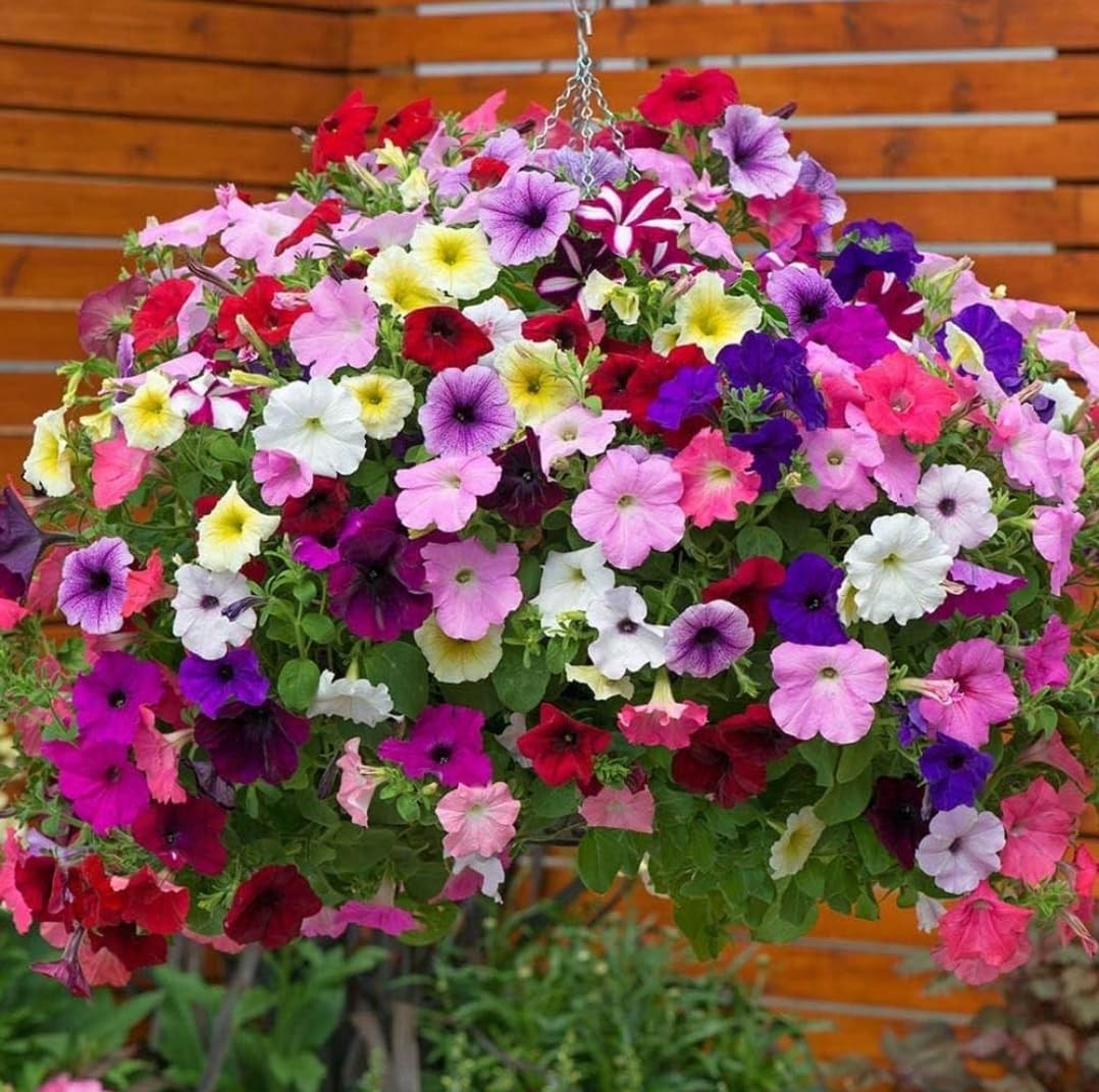 6000+ Petunia Seeds for Planting – Mix Color Annual Flower Seeds for Outdoor G