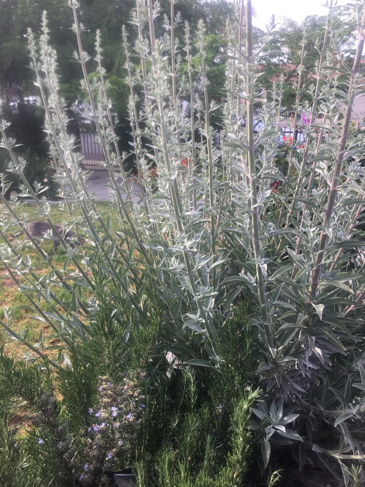 White Sage Seeds ‘Salvia apiana’ – California Grown