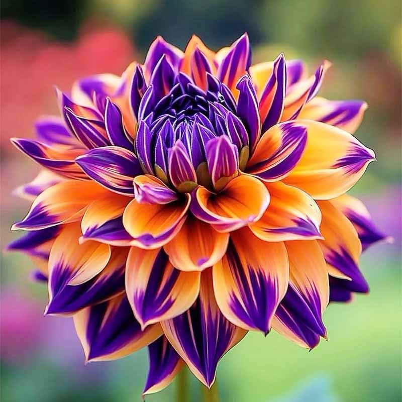 320+ Annual Mix Dahlia Seeds to Plant – Rare Non-Gmo Dahlia Seeds, Beautiful Out
